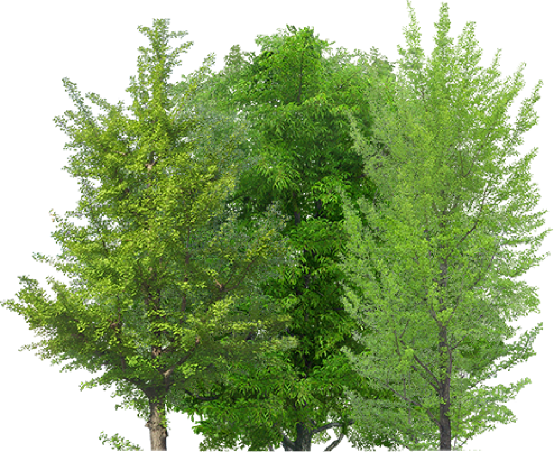 Arbre
